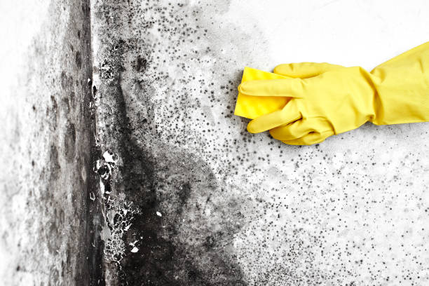 Mold Remediation for Rental Properties in Pinckney, MI